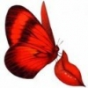 farfallina