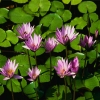 venere_81 venere_81