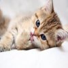 cucciola10 cucciola10