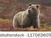orso grigio orso grigio