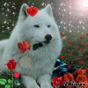 ♥DolceLupa♥ ♥DolceLupa♥