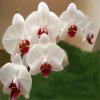 orchidea60