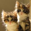 gattini/violetta gattini/violetta