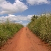 blackwood