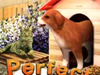 Perfect companios