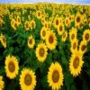 girasole