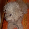 gianlucapiccoli