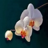 fiore d'oriente