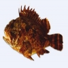 rikk