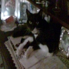 elvis llucky junior