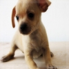 lory_99