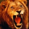 lion-64