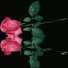 dlove