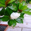 mascalera