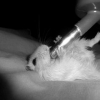 Hamster00