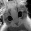 Siimoo00