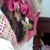 Chaleydo