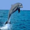 delfino2001