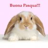 alessandra2177