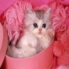 emmamimi3@gmail.com