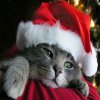 _pets2_