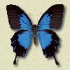 Anima fragile